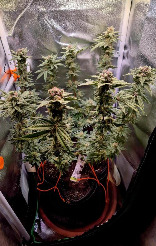 F027 - The Gassy one (USA Genetic '26). Week 15