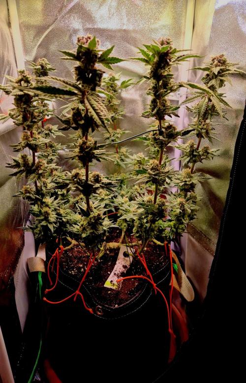F027 - The Gassy one (USA Genetic '26). Week 15