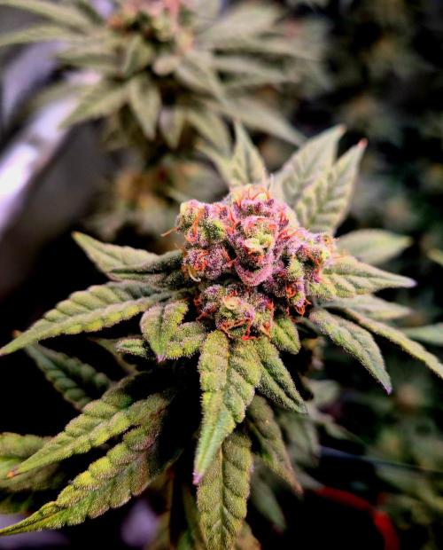 F027 - The Gassy one (USA Genetic '26). Week 15