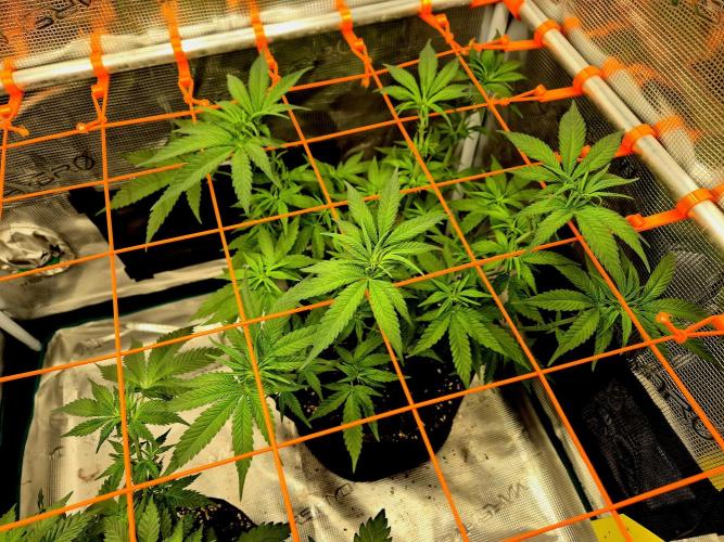 Mental Rainbow (CCG) Sweet Seeds. Week 5