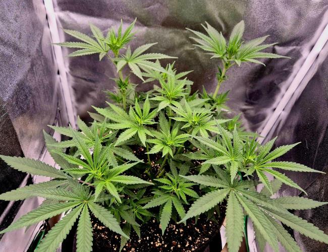 Blue Zushi Dutch Passion. Week 5