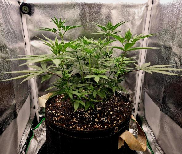 Blue Zushi Dutch Passion. Week 5