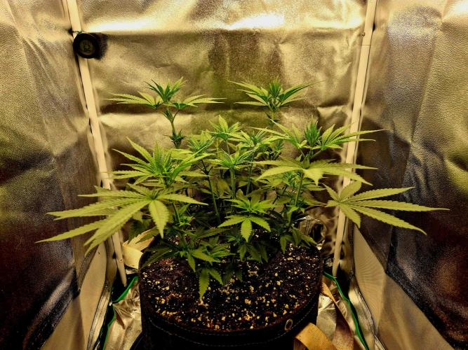 Blue Zushi Dutch Passion. Week 5