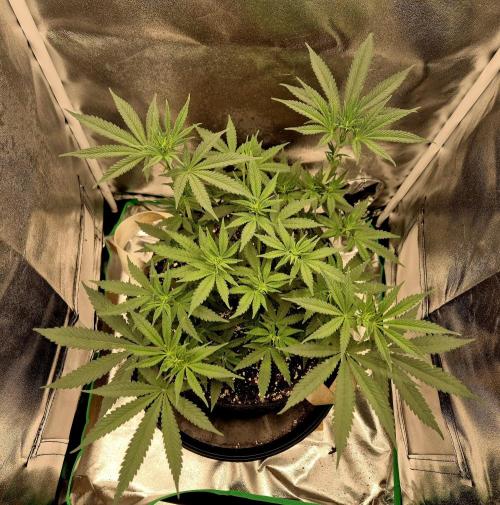 Blue Zushi. Week 5