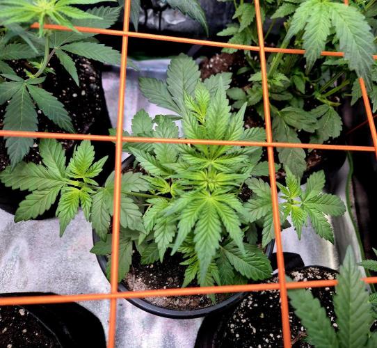 Fast buds (mini grow). Week 4