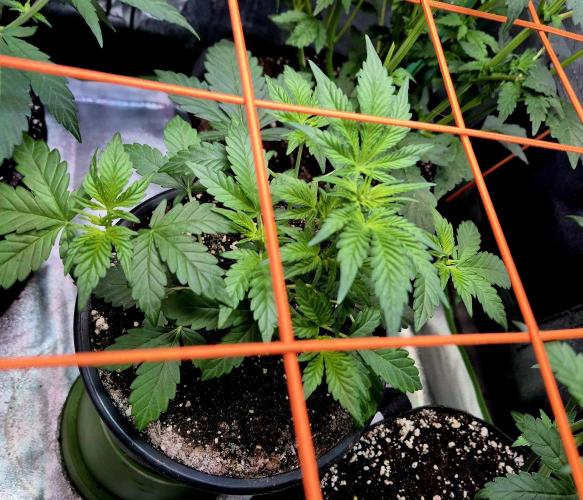 Fast buds (mini grow). Week 4