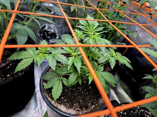 Fast buds (mini grow). Week 4