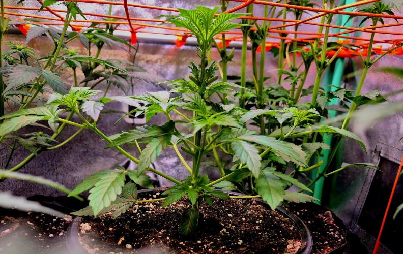 Fast buds (mini grow). Week 4