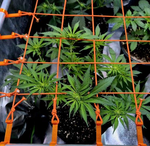 Wedding Cake (CCG) Sensible Seeds. Week 8