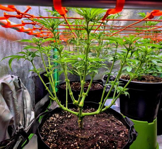 Wedding Cake (CCG) Sensible Seeds. Week 8