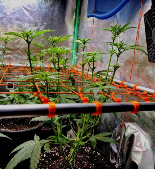 Purple overload (CCG) Sensible Seeds. Week 8