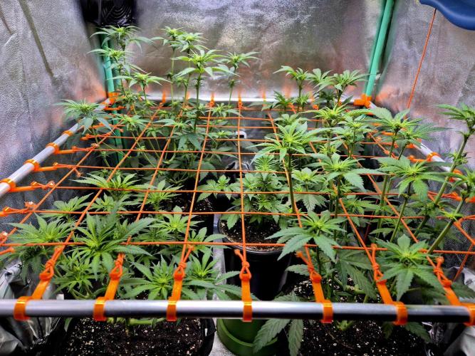 Purple overload (CCG) Sensible Seeds. Week 8