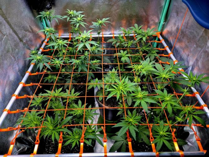 Purple overload (CCG) Sensible Seeds. Week 8