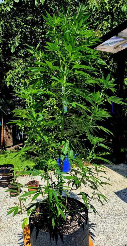 Garbage Lady (Big Mama). Week 14