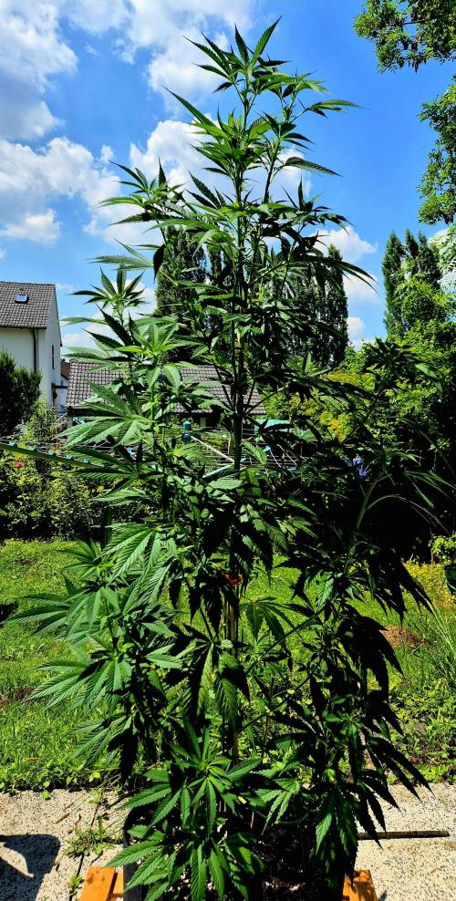 Garbage Lady (Big Mama). Week 14