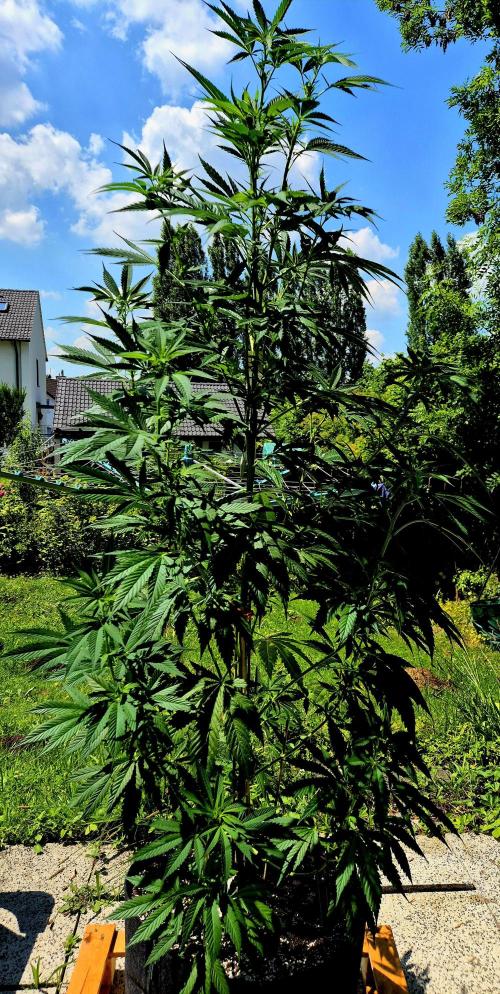 Garbage Lady (Big Mama). Week 14