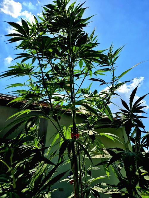 Garbage Lady (Big Mama). Week 14