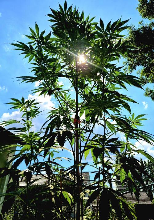 Garbage Lady (Big Mama). Week 14