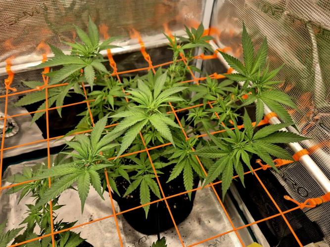 Mental Rainbow (CCG) Sweet Seeds. Week 6