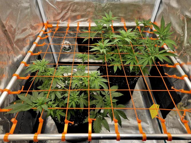 Mental Rainbow (CCG) Sweet Seeds. Week 6