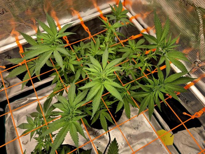 Mental Rainbow (CCG) Sweet Seeds. Week 6
