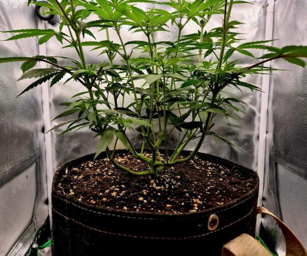 Blue Zushi Dutch Passion. Week 6
