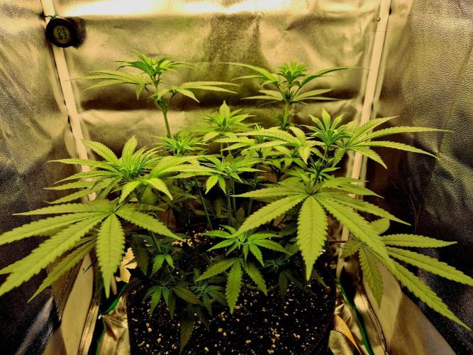 Blue Zushi Dutch Passion. Week 6