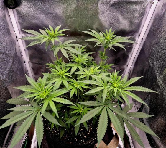 Blue Zushi Dutch Passion. Week 6