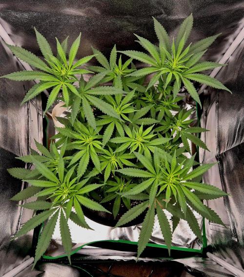 Blue Zushi. Week 6