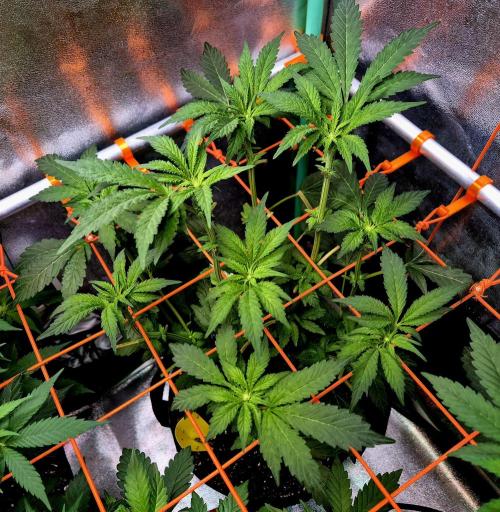 Papaya Stank (Elfi). Week 9