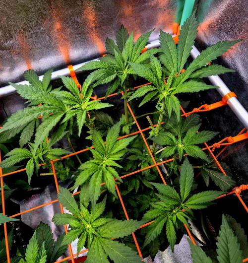 Papaya Stank (Elfi). Week 9