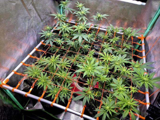 Papaya Stank (Elfi). Week 9