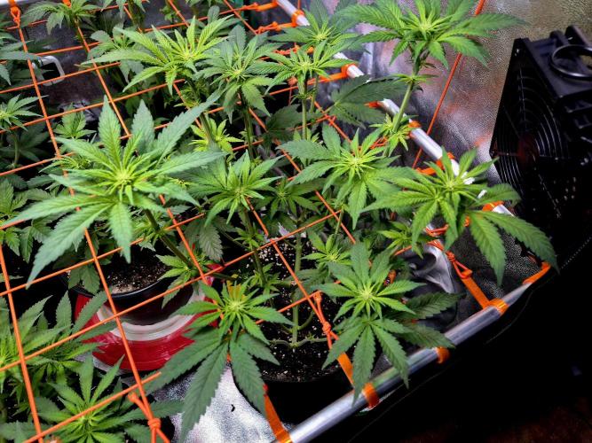 Purple overload (CCG) Sensible Seeds. Week 9