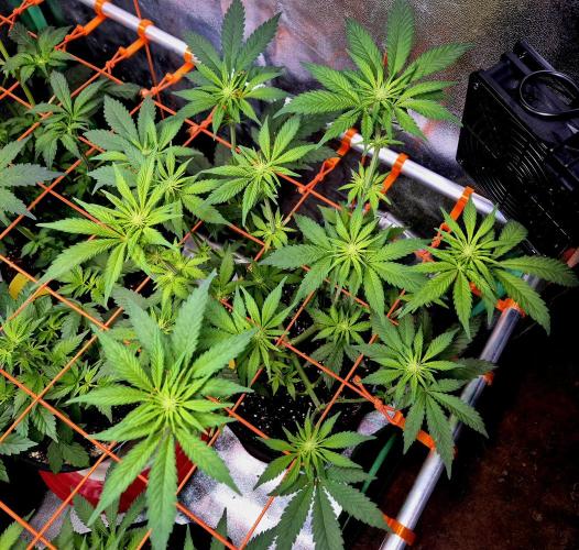 Purple overload (CCG) Sensible Seeds. Week 9
