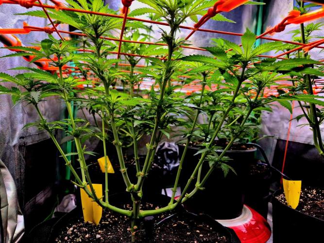 Wedding Cake (CCG) Sensible Seeds. Week 9