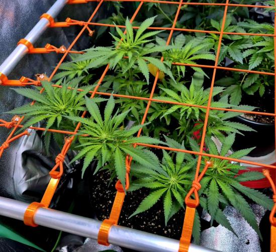 Wedding Cake (CCG) Sensible Seeds. Week 9