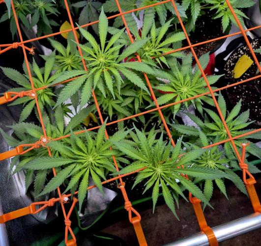 Wedding Cake (CCG) Sensible Seeds. Week 9