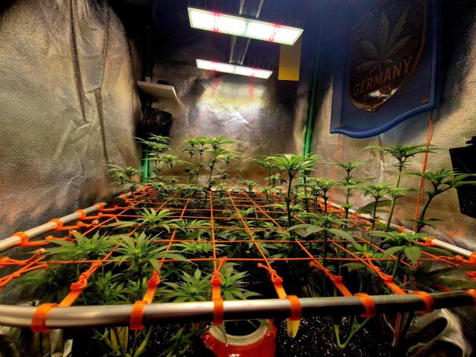 Wedding Cake (CCG) Sensible Seeds. Week 9