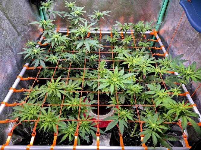 Wedding Cake (CCG) Sensible Seeds. Week 9