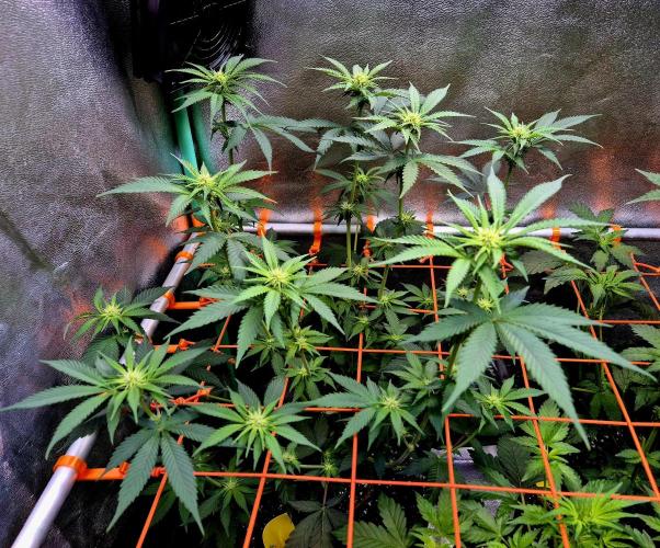 Pink Rozay Original Sensible Seeds. Week 9