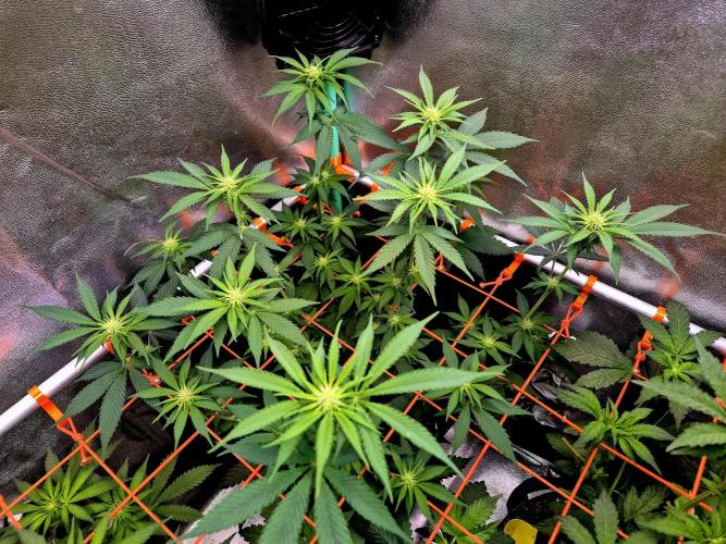 Pink Rozay Original Sensible Seeds. Week 9
