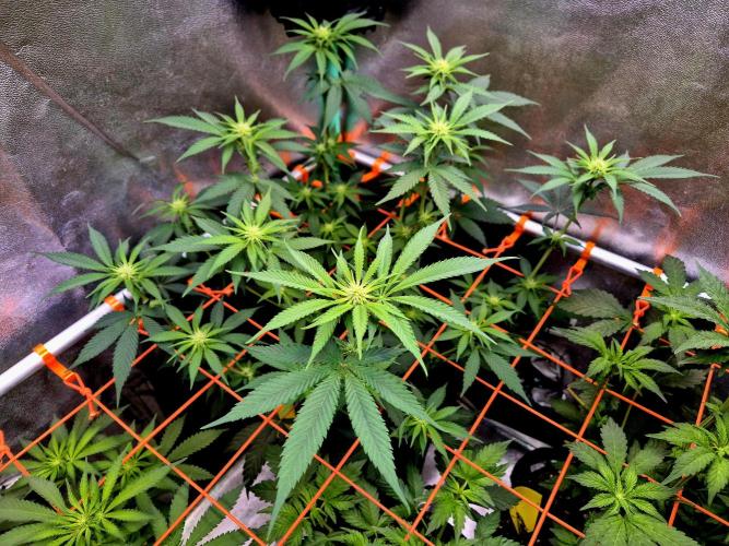 Pink Rozay Original Sensible Seeds. Week 9
