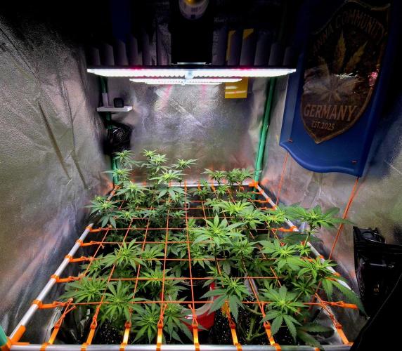 Pink Rozay Original Sensible Seeds. Week 9