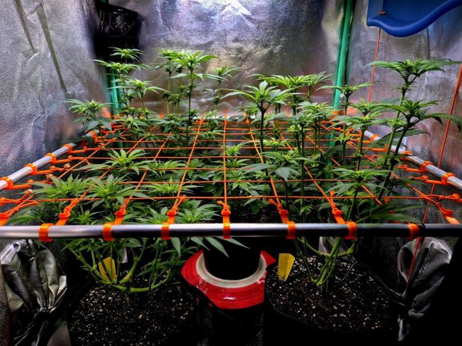 Pink Rozay Original Sensible Seeds. Week 9