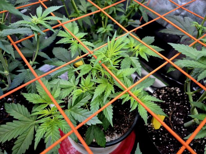 Fast buds (mini grow). Week 5