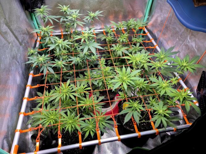 GG4 Sherbet FF. Week 5