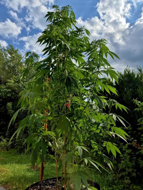 Garbage Lady (Big Mama). Week 15