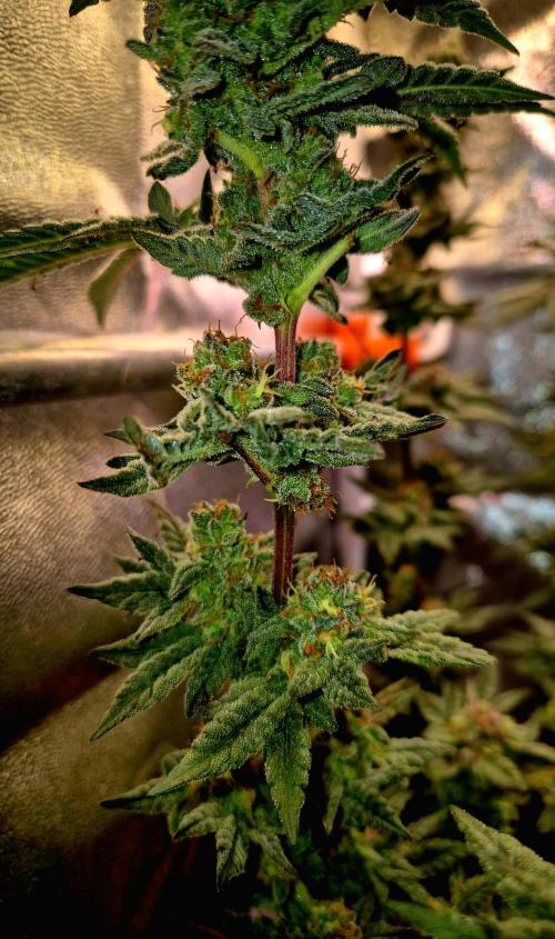 F027 - The Gassy one (USA Genetic '26). Week 15