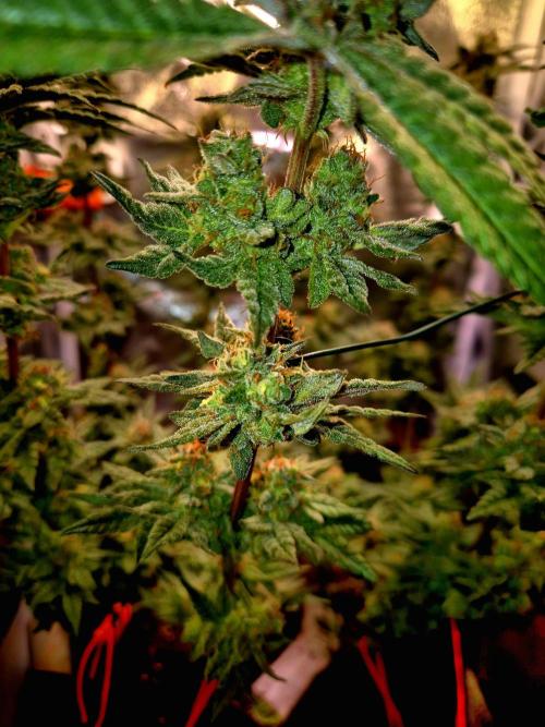 F027 - The Gassy one (USA Genetic '26). Week 15