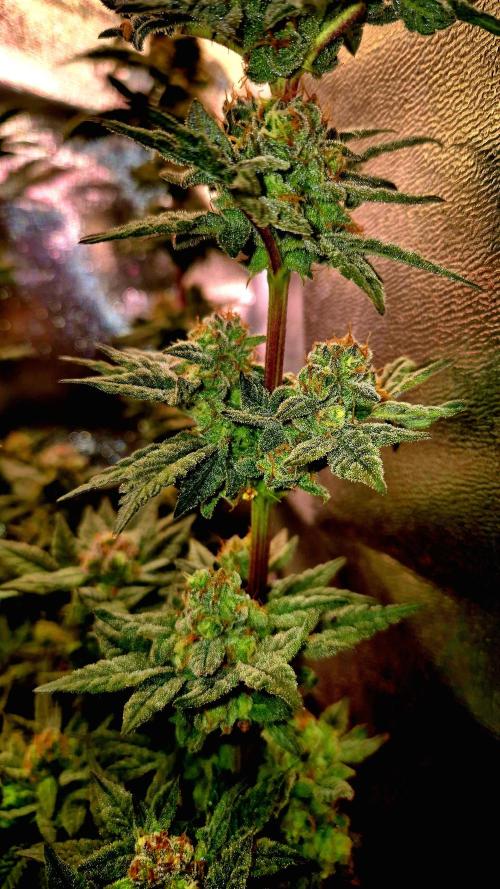 F027 - The Gassy one (USA Genetic '26). Week 15